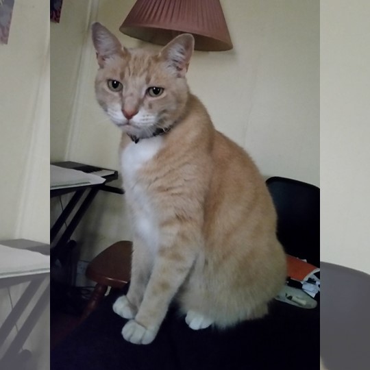 Ninja DSH lost 20 oct